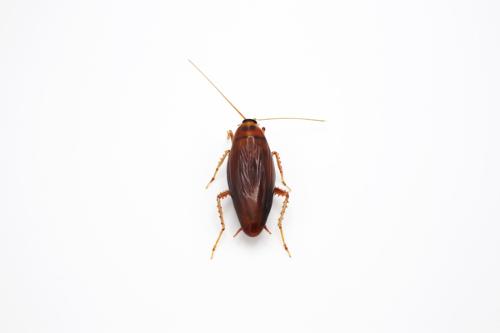 Jessica Tsai - USA - Periplaneta americana (American cockroach)