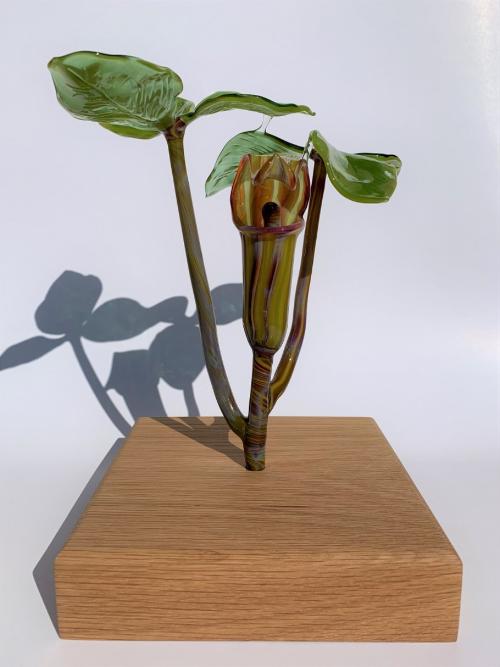 Carla Camasso - USA - Jack-in-The-Pulpit (Arisaema triphyllum)