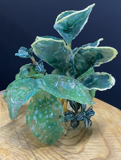 Eva Shelley - USA - House Plant Floral Design
