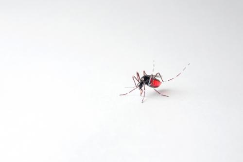 Yuki Tsunoda - Japan - Mosquito