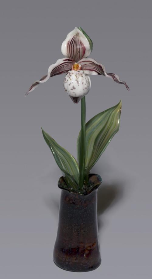 Margaret Neher - USA - Cypripedium Wenginqiae; Slipper Orchid