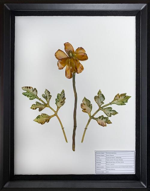 Bronwen Heilman - USA - Pressed Sulfur Cosmos Flower