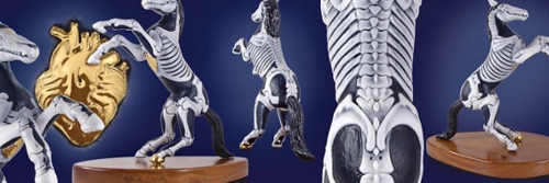 Chadd Lacy & Adrienne DiSalvo - USA - Anatomy of Equus Ferus Caballus