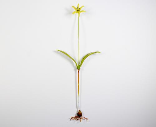 Heather McCaig - Canada - Erythronium americanum - Yellow Trout Lily