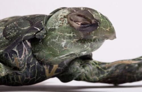 Lee Harris - USA - Green Sea Turtle (Chelonia Midas)